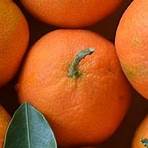 werden mandarinen gefärbt5