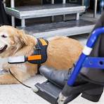 Can a service dog be trained with a handler?4