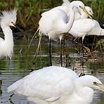 great white heron2