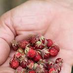 wild strawberries edible1