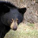 black bear pictures high definition4