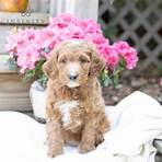 irish setter doodle for sale near me today4