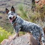 australian cattle dog4