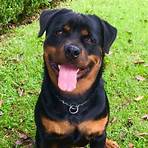 rottweiler filhote3