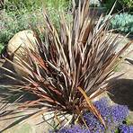nancy hendrickson newsletters - new zealand cot queen new zealand flax monrovia4