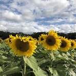 Sunflower, Mississippi, Vereinigte Staaten4