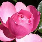 pink rose pictures5