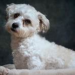 How much does a cavachon dog cost?2