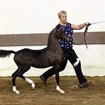 hackney horse breeds2