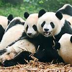 random panda facts1