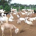 rafun goats commercial4