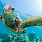 green sea turtle facts for kids3