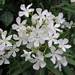 Weißer Oleander4