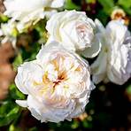 white rose varieties5
