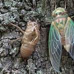 Cicada1