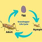 grasshopper life cycle2