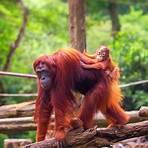 singapore zoo breakfast with the orangutans1