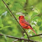 Cardinal1