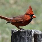 Cardinal4