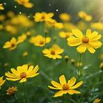 how do you prune coreopsis flowers video3