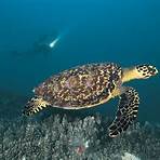 sea turtle scientific name3