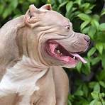 what are exotic bullies breed2