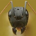 insect images4