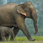 interesting facts about elephants2