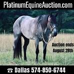 quarter horse for sale4