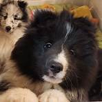 shetland sheepdog puppies sale1