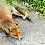 why is black fox called black fox book of common sense2