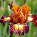 iris pflanzenfamilie5