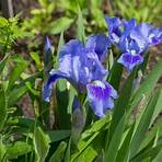 iris pflanzenfamilie1