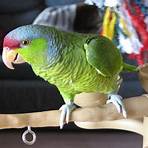exotic birds for sale2