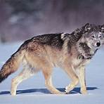 Black wolf wikipedia4