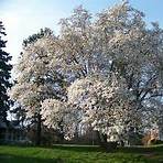magnolia tree4