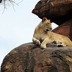 african lion pictures4