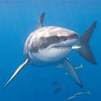 great white shark3