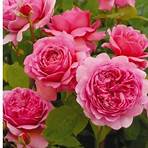 rose inglesi da austin vendita1