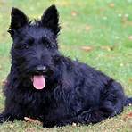 Scottish Terrier wikipedia2
