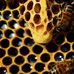 función de la abeja reina4