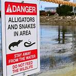what is the movie alligators about disney world worth3
