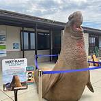 why should i visit the marine mammal center sausalito2
