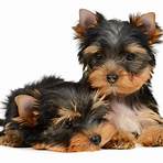 yorkshire terrier micro5