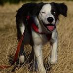 border collie in not2