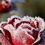 the winter rose1