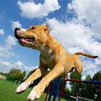 staffordshire american terrier5