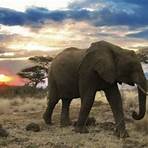 Afrika – Die Serengeti Film3