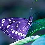 picture of butterfly4