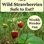 Wild Strawberries3